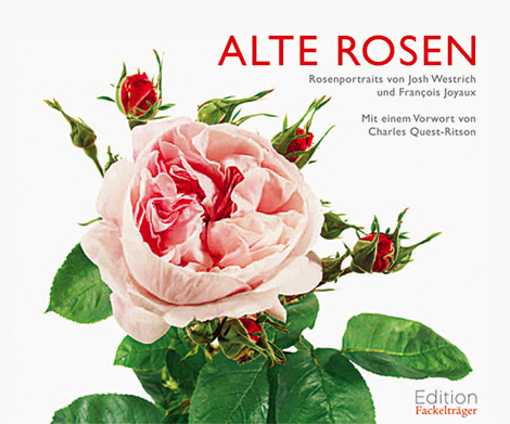 Alte Rosen